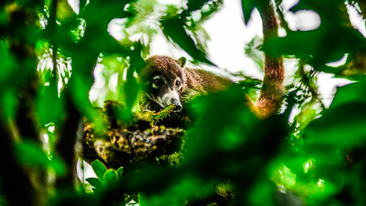 Hoteles-Montana-Cloudforest-3-720x405