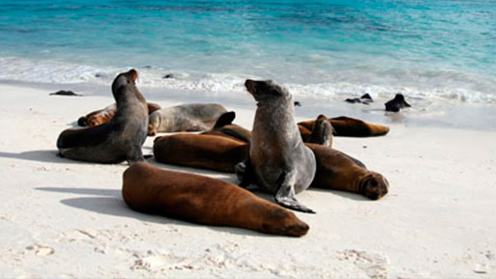 Sur_Amer-Galapagos-4-720x405